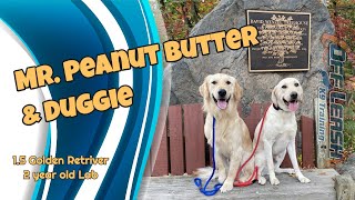 Download Lagu Best Retriever Trainer in Scranton ||| OLK9 Lehigh Valley ||| 1.5/2 Year Old Golden/Lab, Duggie u0026 PB Thumbnail