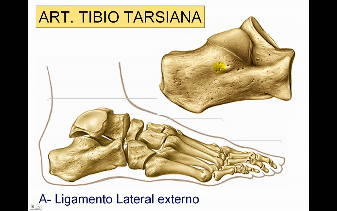 Articulación del tobillo
