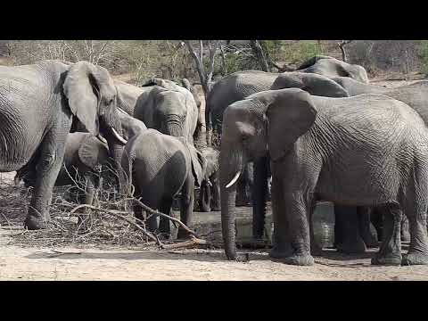 Djuma: Elephants-Pt:1 - 07:57 - 10/07/19