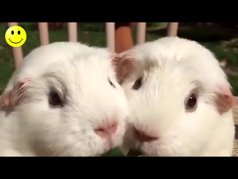 Crazy and funny animals, JUST FAILS 2017 #6