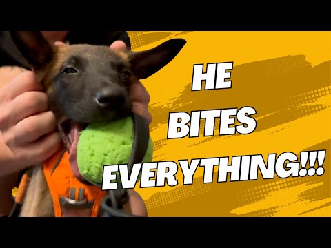 How I Finally Stopped My Malinois Puppy from Biting Me