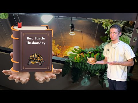 Box Turtle Care Guide - Care + Tips