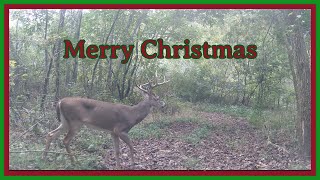 Trail Cam Tuesday - December 24, 2024 - Merry Christmas
