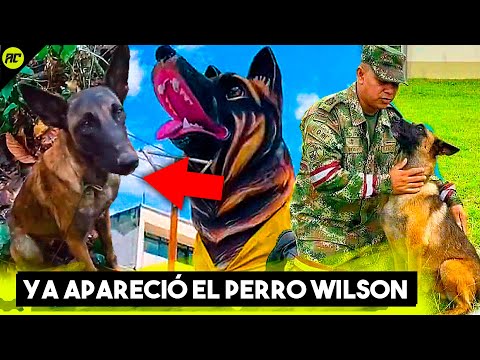 Wilson the Dog Has Appeared. The Video of the Canine Hero That Moves All of Colombia.