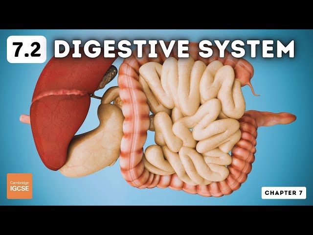 Understanding the Digestive System: A Comprehensive Guide to IGCSE ...