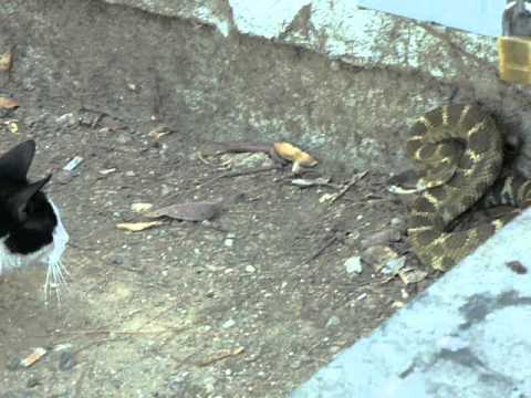 Cat vs. Rattlesnake