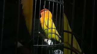 Download lagu Lovebird ngekek panjang #lovebird #tamiangwilson #pancinganlovebird #youtubeshorts #burungkicau mp3 Download lagu Lovebird ngekek panjang #lovebird #tamiangwilson #pancinganlovebird #youtubeshorts #burungkicau mp3