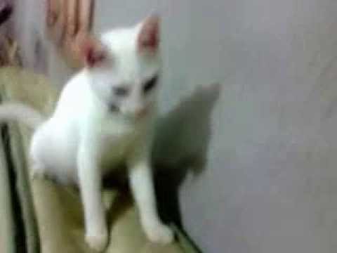 Gatinhas Cecília e Brankinha