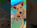 ️‍ ️‍ Hamari Adhuri Kahani Short Video YouTube Channel Dog Video Sad Video