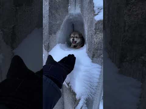 This Mother Wolf Knew I Was Her Only Hope 😭