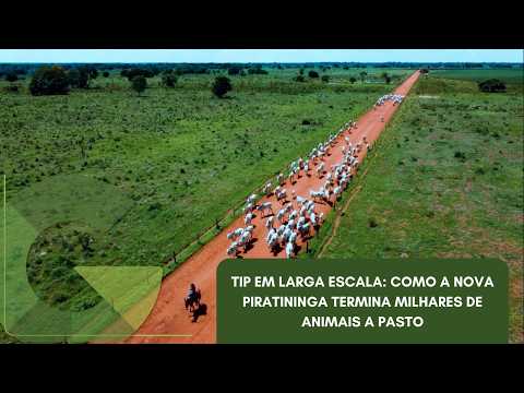 TIP EM LARGA ESCALA: COMO A NOVA PIRATININGA TERMINA MILHARES DE ANIMAIS A PASTO