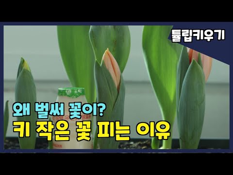 , title : '싹 나기 전에 꽃 부터 피는 이유, (ENG)'