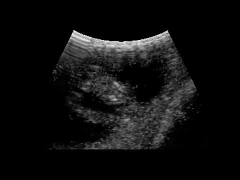 Sheep Ultrasound with foetus