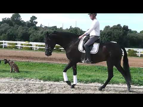 Quality PRE mare in black  for dressage