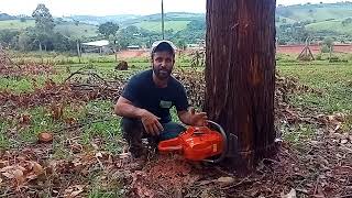 Algumas dicas bázicas aí galera a respeito de abate de árvore 🌲