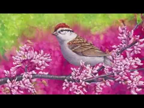 Strnádlik vrabčí (Spizella passerina) — spev a hlas v prírode