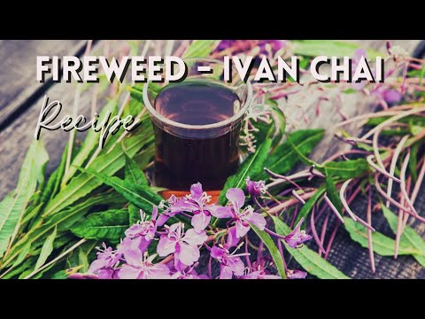 , title : 'How to harvest and make healthy fireweed Ivan Chai| Fireweed benefits'