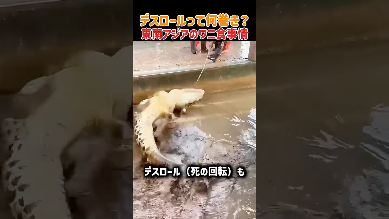 【驚き】最強の「デスロール」も無意味ｗ 巨大ワニが東南アジアで「絶品グルメ」に変わる衝撃の瞬間ｗ　#驚き #ワニ #グルメ #東南アジア #夜市 #衝撃 #ワニ肉 #雑学 #shorts