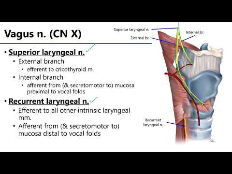 Laryngeal Neurovasculature LO10 - M1 Anatomy Learning Objectives