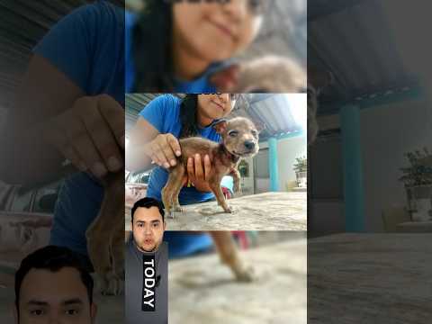 They adopt a #dog without knowing it was a #coyote #animals #pets #family #video #viral