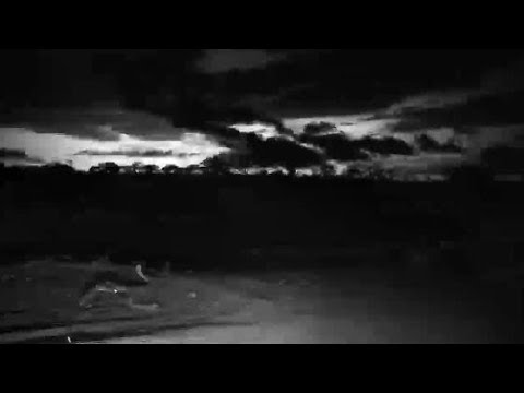 Djuma: Sights and sounds during storm in distance - 18:17 - 11/14/19