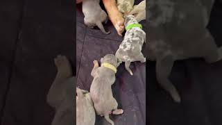 American Bully Puppy’s only 24hrs old !! Topgeneralkennels!! Gunnerline!