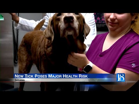 新種のダニは重大な医療リスクを引き起こす