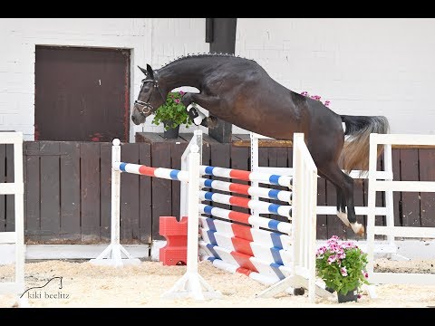 S4 Hicksteadt White x Lordanos