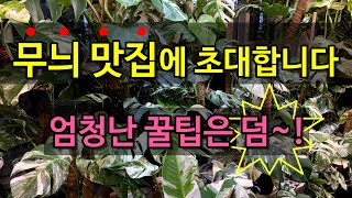 희귀 관엽 식물 고수의 식물 키우는 방법 / 몬스테라, 필로덴드론, 베고니아, 희귀식물