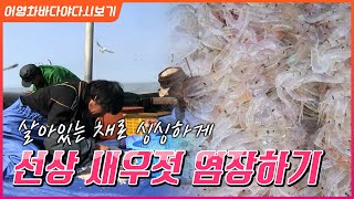 배위에서 살아있는 상태로 염장되는 새우젓 #싱싱함 #비금 #신안 #천일염