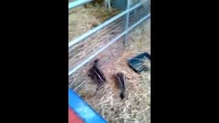 preview picture of video 'Emu Chicks 3 weeks old at Kia Ora Mini Farm, Gorey'