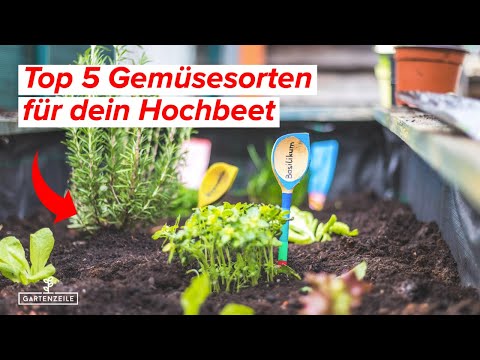TOP 5 Gemüse für das Hochbeet! Die gelingen immer!