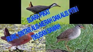 Download lagu SUARA PIKAT BURUNG RUAK, SINTAR ALIS MERAH, SINTAR ALIS PUTIH, TIKUSAN SAWAH mp3