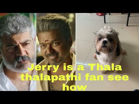 #dogloves#vijay and #thalaajith - see how / #jerryslove
