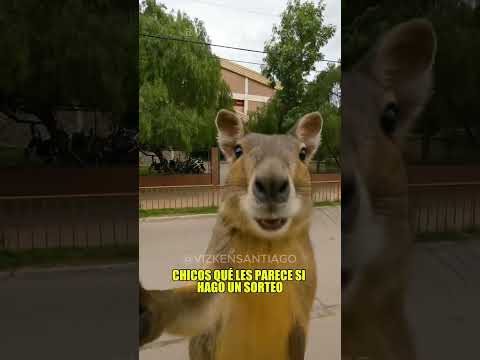 Saludos secu banda #sde #santiagodelestero  #sgodelestero #vizkensantiago