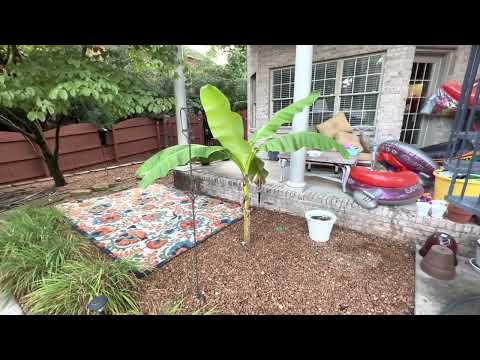Banana Tree Planting Tips   For your swimming pool or backyard - Alabama  Florida Georgia Tennessee