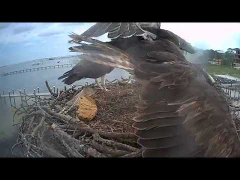 Osprey Chick   First Flight - day 54