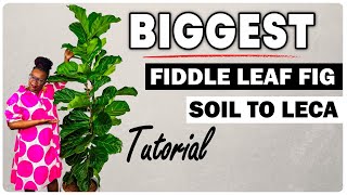 World's Biggest Fiddle Leaf Fig Soil to Leca TRANSFER - Shocking Results
