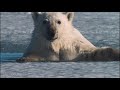 Arctic Tale 610 Movie Clip The Narwhals 2007 Hd