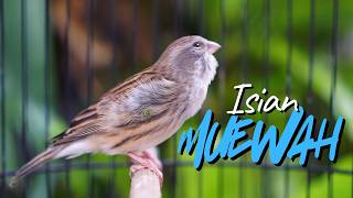 Download lagu ISIAN MEWAH JAWARA CENGKOK - MASTERAN KENARI ISIAN BLACKTHROAT GACOR MUDAH DITIRU KENARI BAHAN LOMBA mp3 Download lagu ISIAN MEWAH JAWARA CENGKOK - MASTERAN KENARI ISIAN BLACKTHROAT GACOR MUDAH DITIRU KENARI BAHAN LOMBA mp3