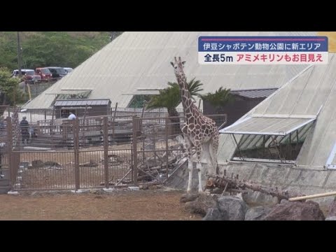 YouTube Video 伊豆シャボテン動物公園にアフリカをイメージした「サバンナエリア」が誕生 静岡・伊東市