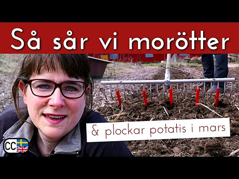 Så sår vi morötter & plockar potatis i mars