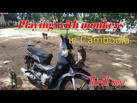 Monkey in Cambodia @Thirith987