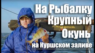 Ловля окуня на куршском заливе летом