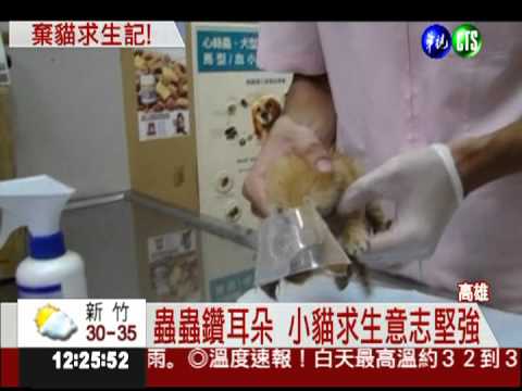 耳朵潰爛長蟲 小貓求生意志強