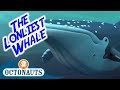 Octonauts The Lonliest Whale Full Episode Cartoons For Kids