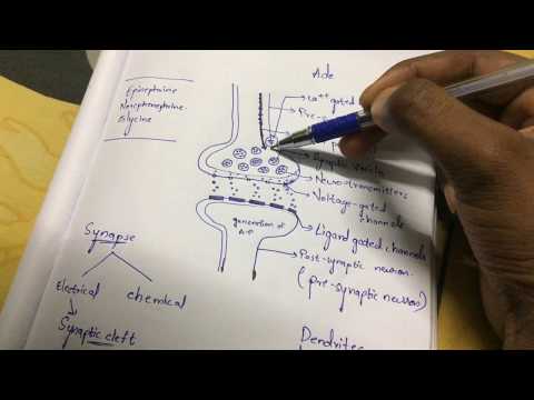 Inter 2nd year SYNAPTIC TRANSMISSION ZOOLOGY