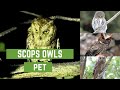 Scops Owls Scops Owl Feeding Scops Owl Feeding Scops Owl Care Scops Owl Pet