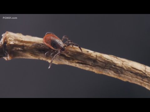 Lyme disease vaccine almost ready to hit the market