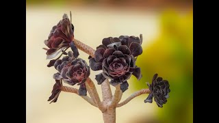 Beautiful flowers in Laguna Niguel neighborhood CA